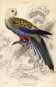 Rosella de cabeza pálida, Platycercus adscitus palliceps de William Home Lizars