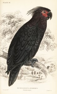 Cacatúa de palma, Probosciger aterrimus de William Home Lizars