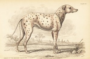 Progenitor del perro de carruaje moderno, Canis lupus familiaris de William Home Lizars