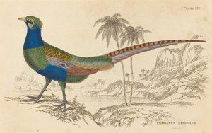 Phasianus Versicolor de William Home Lizars
