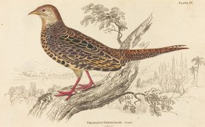 Phasianus Versicolor - Hembra