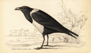 Cuervo pío, Corvus albus