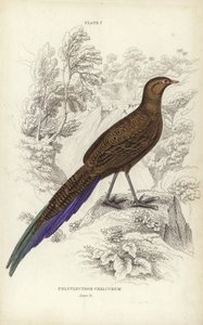 Polyplectron Chalcurum