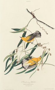 Reinita protonotaria, 1827 de William Home Lizars