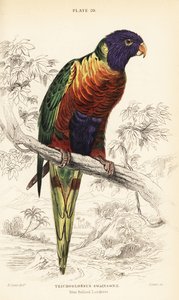Lori arcoíris, Trichoglossus moluccanus de William Home Lizars