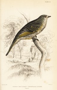 Oruguero de hombros rojos, hembra, Campephaga phoenicea