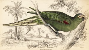 Guacamayo de hombros rojos, Diopsittaca nobilis
