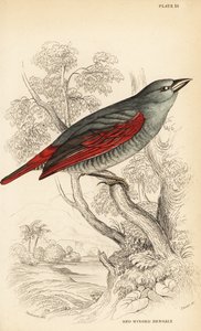 Pytilla de alas rojas, Pytilia phoenicoptera de William Home Lizars