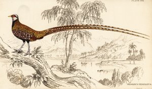 Faisán de Reeves, Syrmaticus reevesii de William Home Lizars