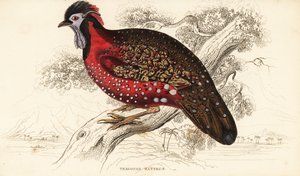 Tragopan sátiro o faisán cornudo carmesí, Tragopan satyra de William Home Lizars