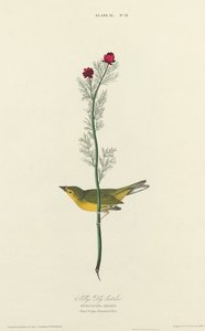 Atrapamoscas de Selby, 1827 de William Home Lizars