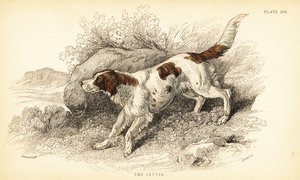 Setter, Canis lupus familiaris de William Home Lizars