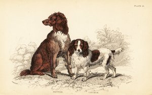 Setter y cocker spaniel, Canis lupus familiaris de William Home Lizars