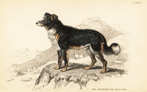 Perro pastor o perro ovejero, Canis lupus familiaris de William Home Lizars