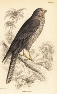 Halcón oscuro, Falco concolor de William Home Lizars