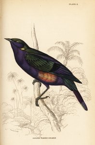 Estornino brillante espléndido (Senegal), Lamprotornis splendidus chrysonotis de William Home Lizars