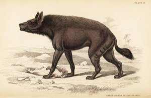 Hiena rayada, Hyaena hyaena (hiena desnuda del desierto, Hyaena vulgaris) de William Home Lizars