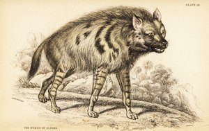 Hiena rayada, Hyaena hyaena de William Home Lizars