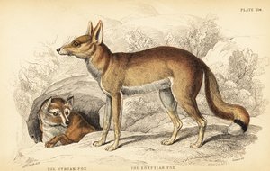 Zorro sirio o Taaleb, Vulpes thaleb y zorro egipcio o Sabora, Vulpes vulpes niloticus de William Home Lizars