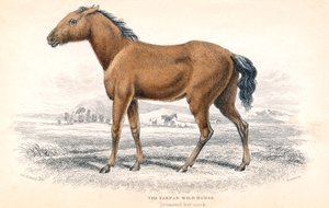 Tarpán, 1830 de William Home Lizars