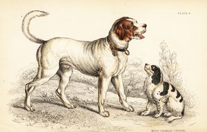 El perro de San Bernardo o Gran San Bernardo, Canis lupus familiaris, y spaniel King Charles, Canis lupus familiaris de William Home Lizars