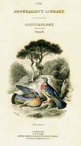 La biblioteca de los naturalistas, Ornitología Vol V, Paloma de anillo, c1833-1865 de William Home Lizars