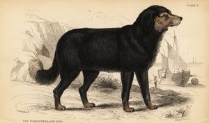 El perro de Terranova, Canis lupus familiaris (Canis terranovae) de William Home Lizars