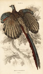 El gran argus, Argusianus argus