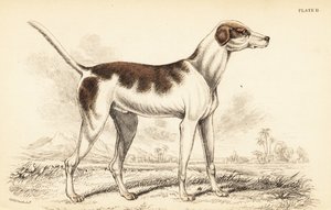 El sabueso oriental, Canis lupus familiaris de William Home Lizars
