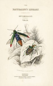 Portada con viñeta del escarabajo joya, Chrysochroa fulminans, y escarabajo diamante de ala parcheada, Curculio splendens de William Home Lizars