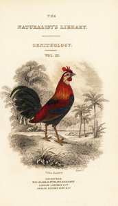 Portada con viñeta del gallo de la jungla rojo (Javan), Gallus gallus bankiva de William Home Lizars