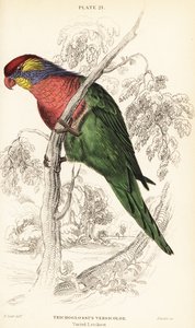Lori variado, Psitteuteles versicolor (Trichoglossus versicolor) de William Home Lizars