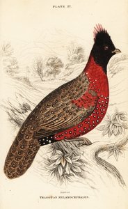 Tragopan occidental o tragopan cornudo occidental, Tragopan melanocephalus