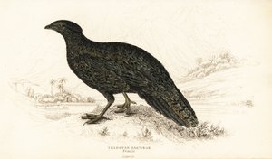 Tragopan occidental o tragopan cornudo occidental, hembra, Tragopan melanocephalus de William Home Lizars