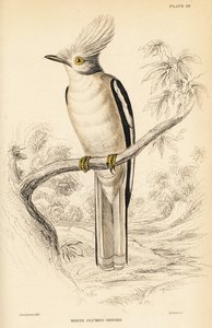 Alcaudón de casco blanco, Prionops plumatus