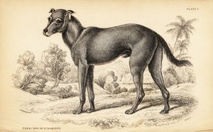 Perro salvaje encontrado en la República Dominicana y Haití, Canis lupus familiaris de William Home Lizars