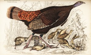Pavo salvaje, hembra y joven, Meleagris gallopavo