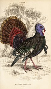 Pavo salvaje, macho, Meleagris gallopavo de William Home Lizars