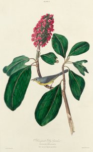 Mosquero de Bonaparte