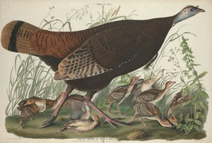 Gran gallina americana y crías
