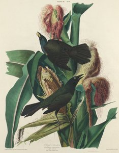 Zanate púrpura