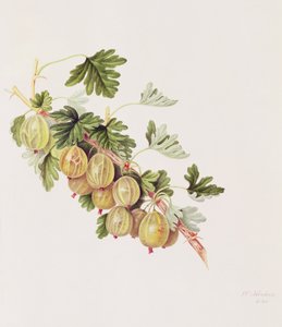 Grosella verde, 1815