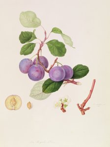 La Ciruela Real, 1815 de William Hooker