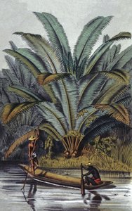 Palmera de William Hooker