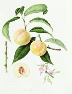El nectarina de Conudray, 1820 de William Hooker