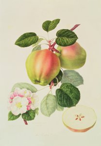 El Codlin holandés, 1820 de William Hooker