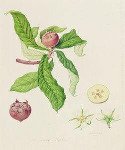 El níspero holandés, 1816