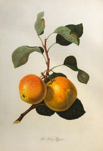 La manzana Kerry, de "Pomona Londinensis", 1818 de William Hooker