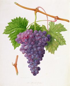 La uva de Poonah, 1820 de William Hooker