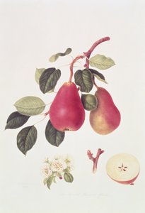 La Pera Beurree Escarlata, 1819 de William Hooker